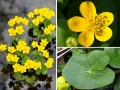 Caltha palustris - Zrulie moiarne